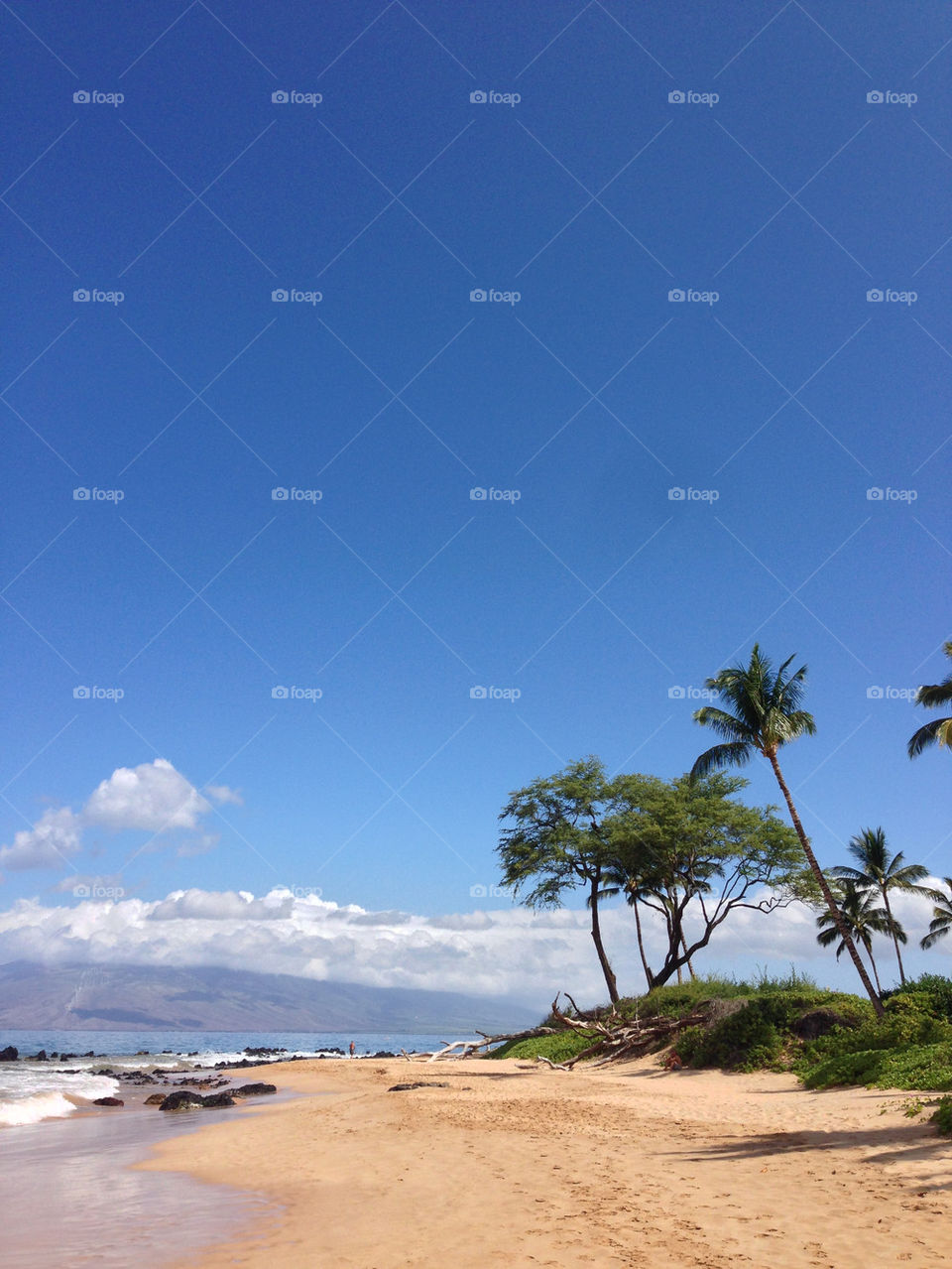 Palm trees growing at beach