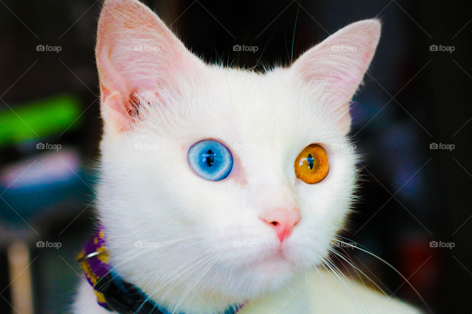 Cat with two-color eyes