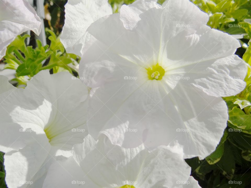 White flowers in springtime