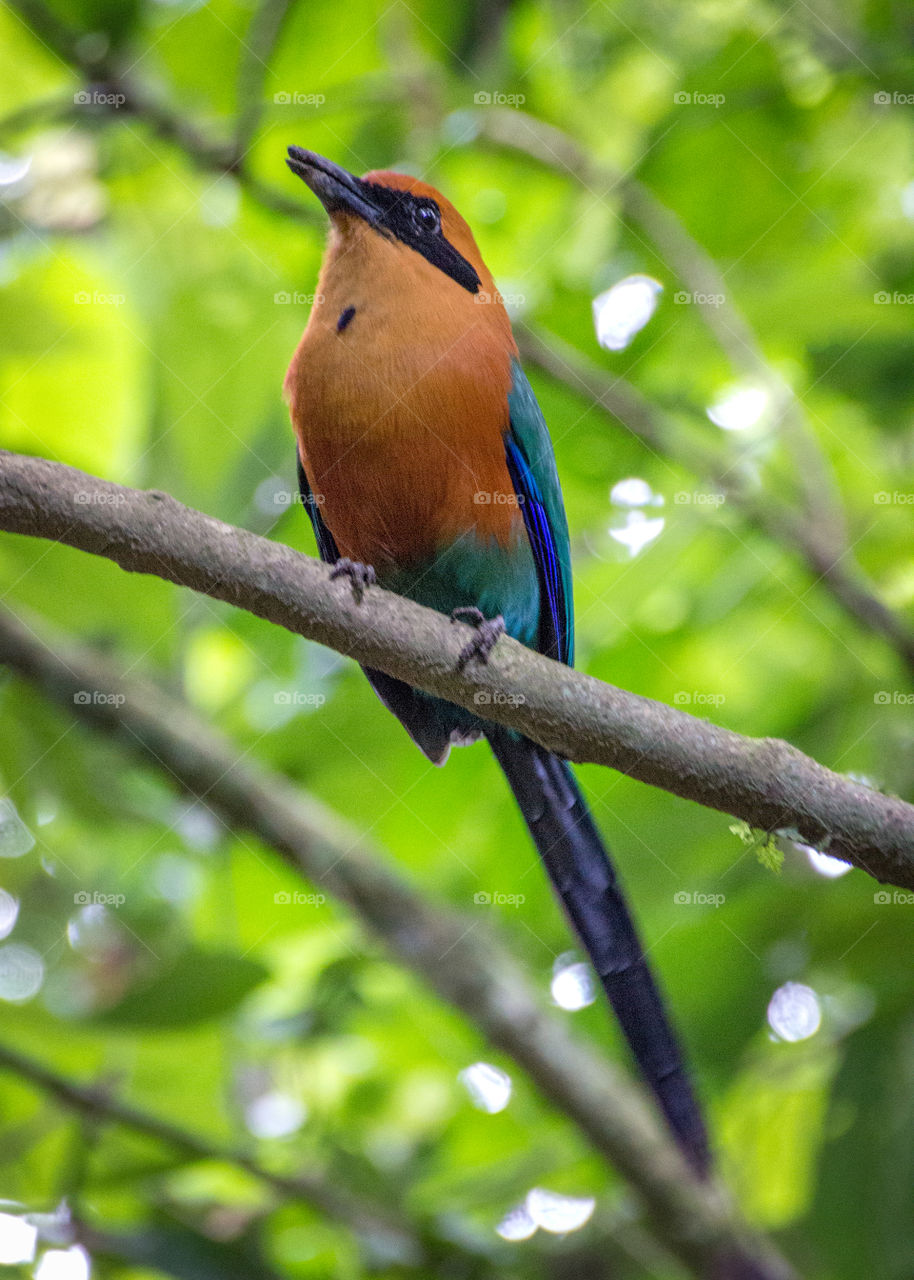 Exotic bird in the Costa Rican Rainforest