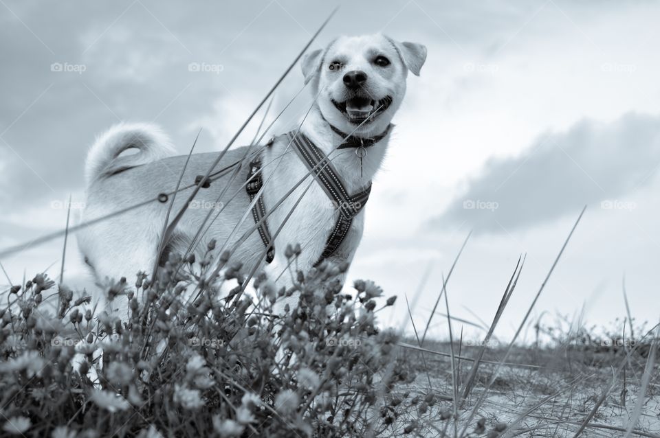 My dog Mickey on the beach