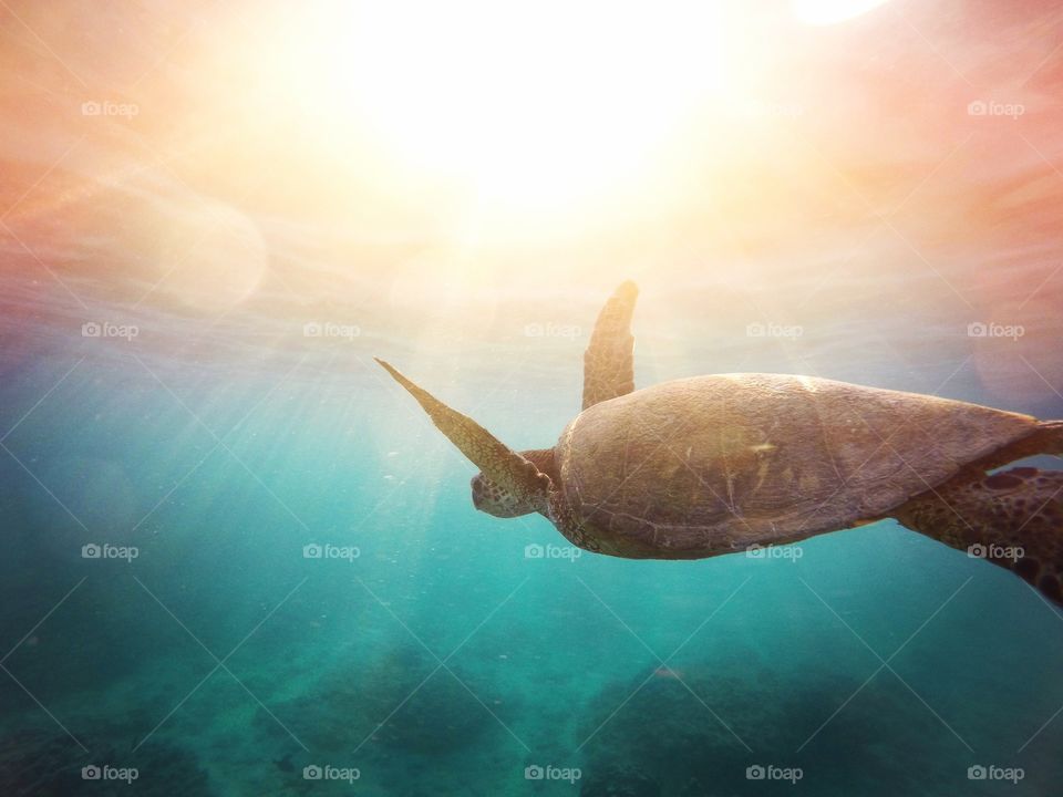 Underwater  sea turtle 