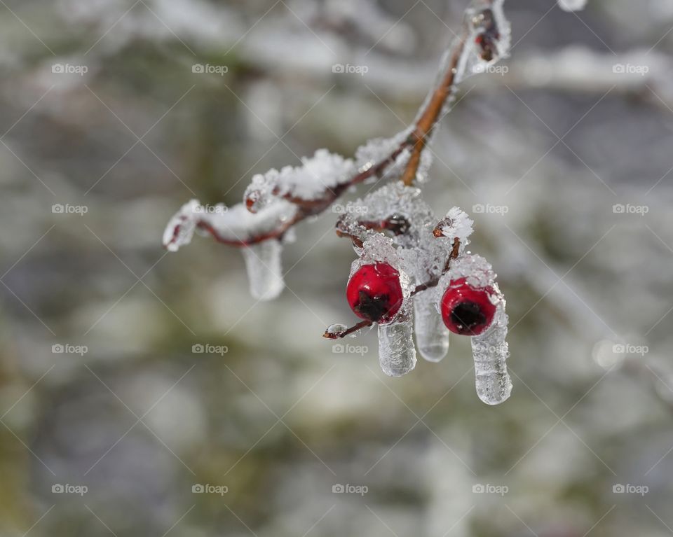 Frozen red fruits