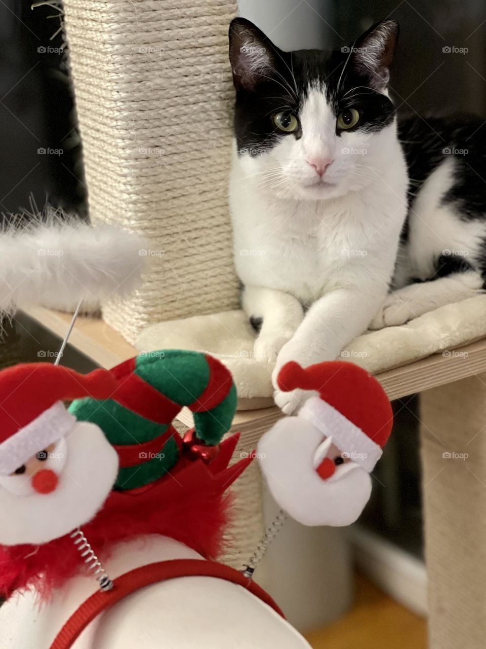 Tuxedo white and black European cat sitting on a cat tree shelf looking at the camera, Christmas decorations and ornaments in the corner 