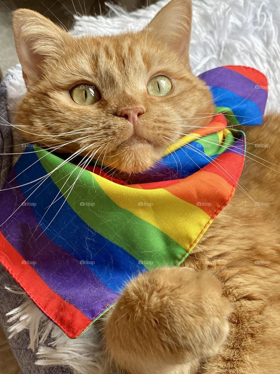 An orange tabby cat wearing a rainbow bandana 