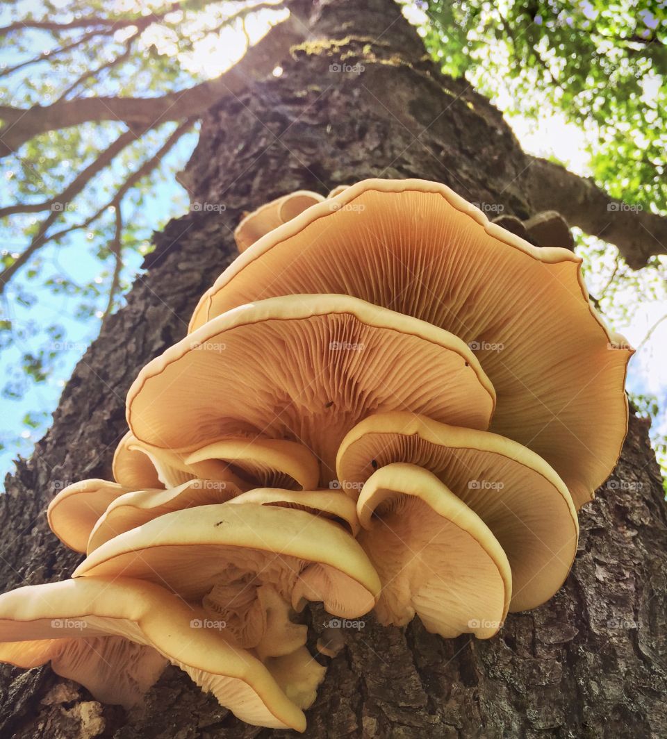 Mushrooms . Wild Oyster Mushrooms 