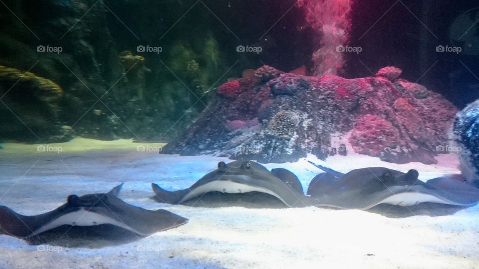 Three thornback rays at the National SEA LIFE Centre in Birmingham, England
