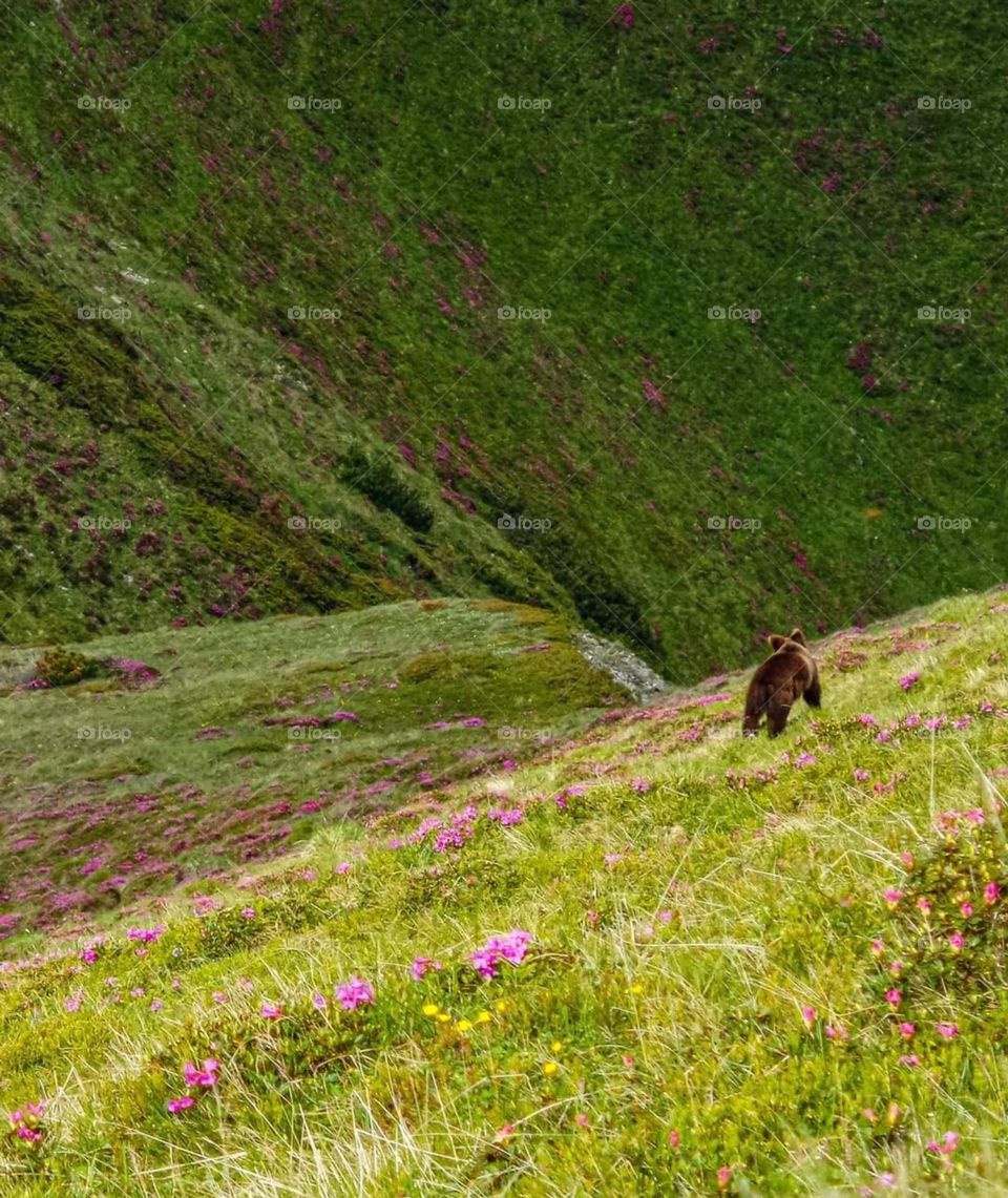 Enchanced lens: exploring the magic forest