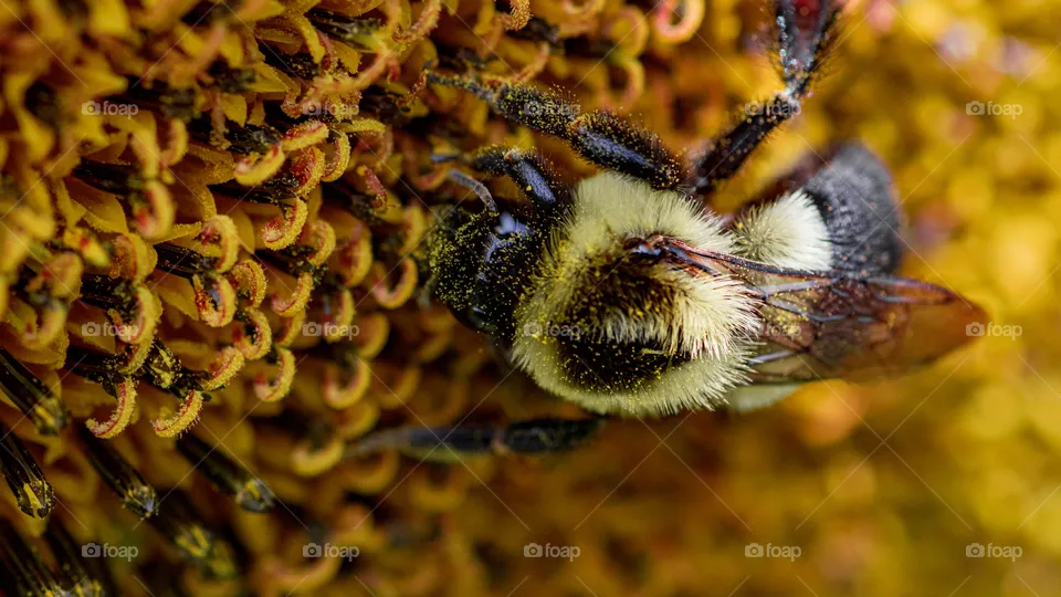 Macro of a bee collecting pollen