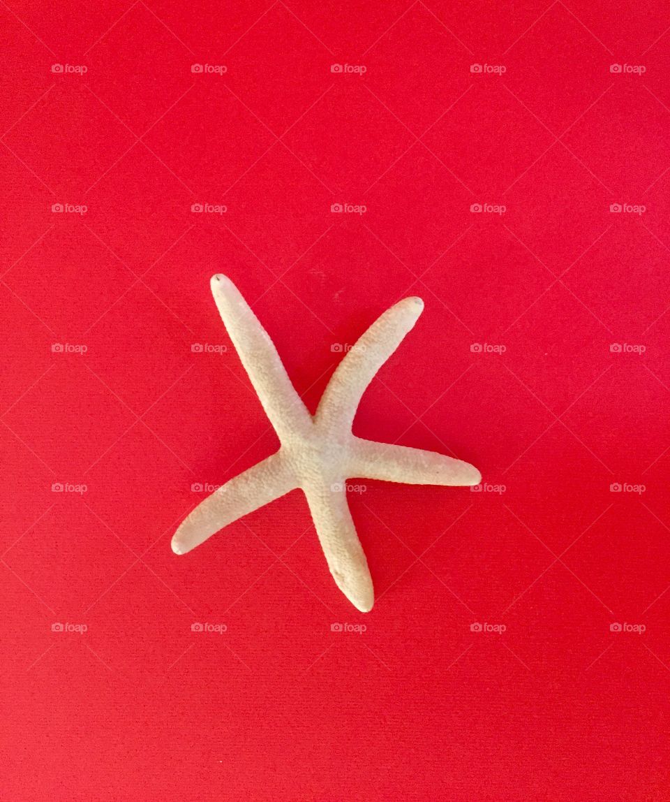 starfish on a red background!