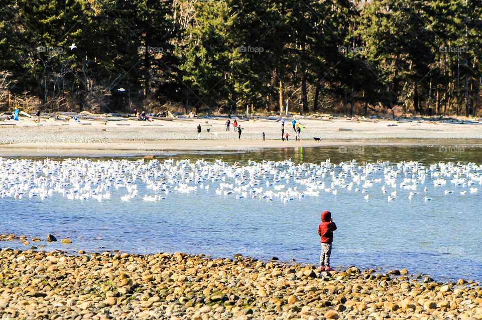 A young boy in red watches the seagulls & other shore birds forage for the fresh roe newly deposited by herring. 