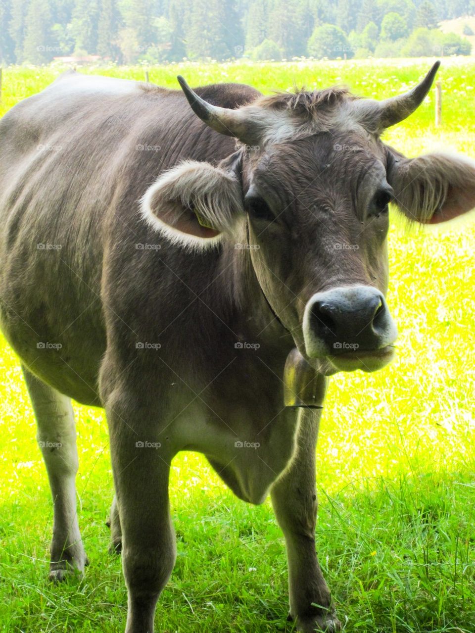 Standing cow on the grassy land