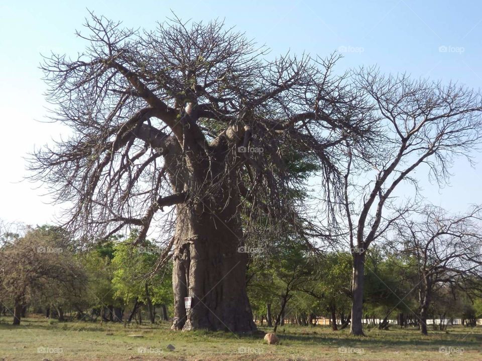 baobab African tree