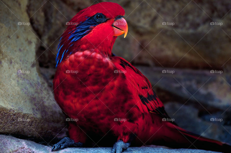 Blue streak lory
