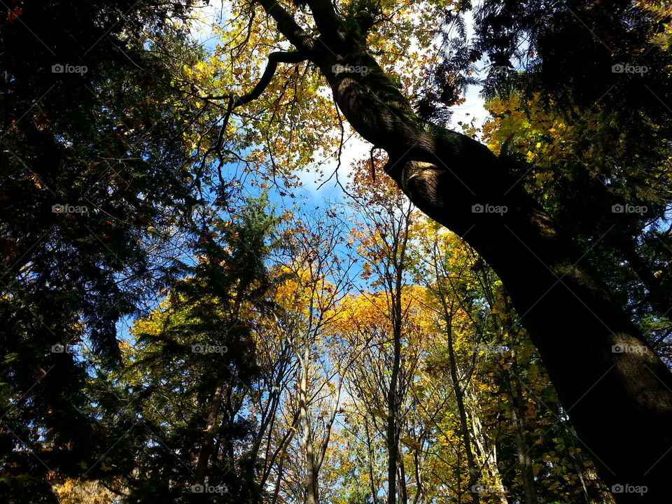 Always looking skyward in the forest.