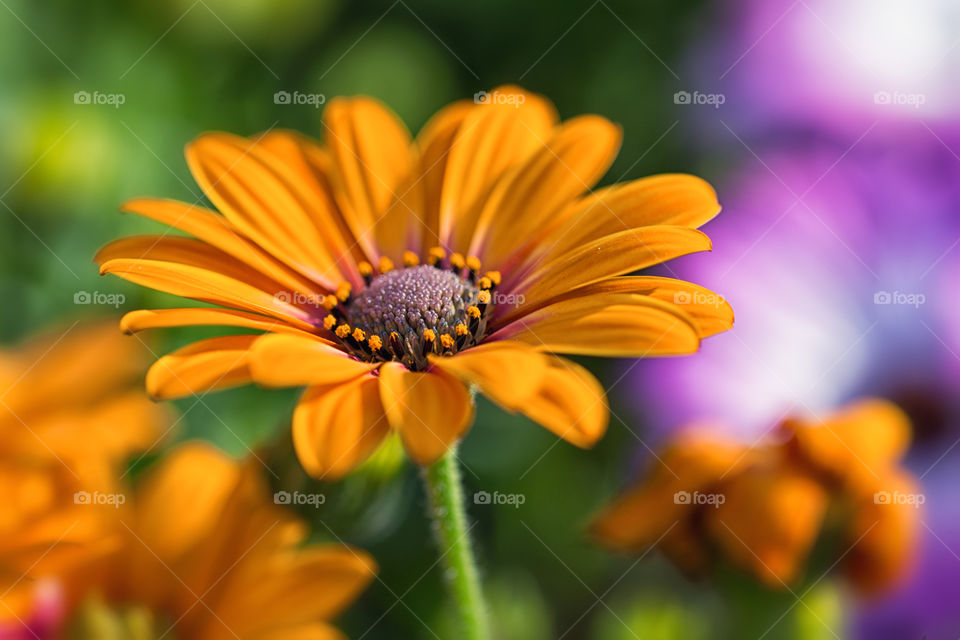 Close-up of a flower