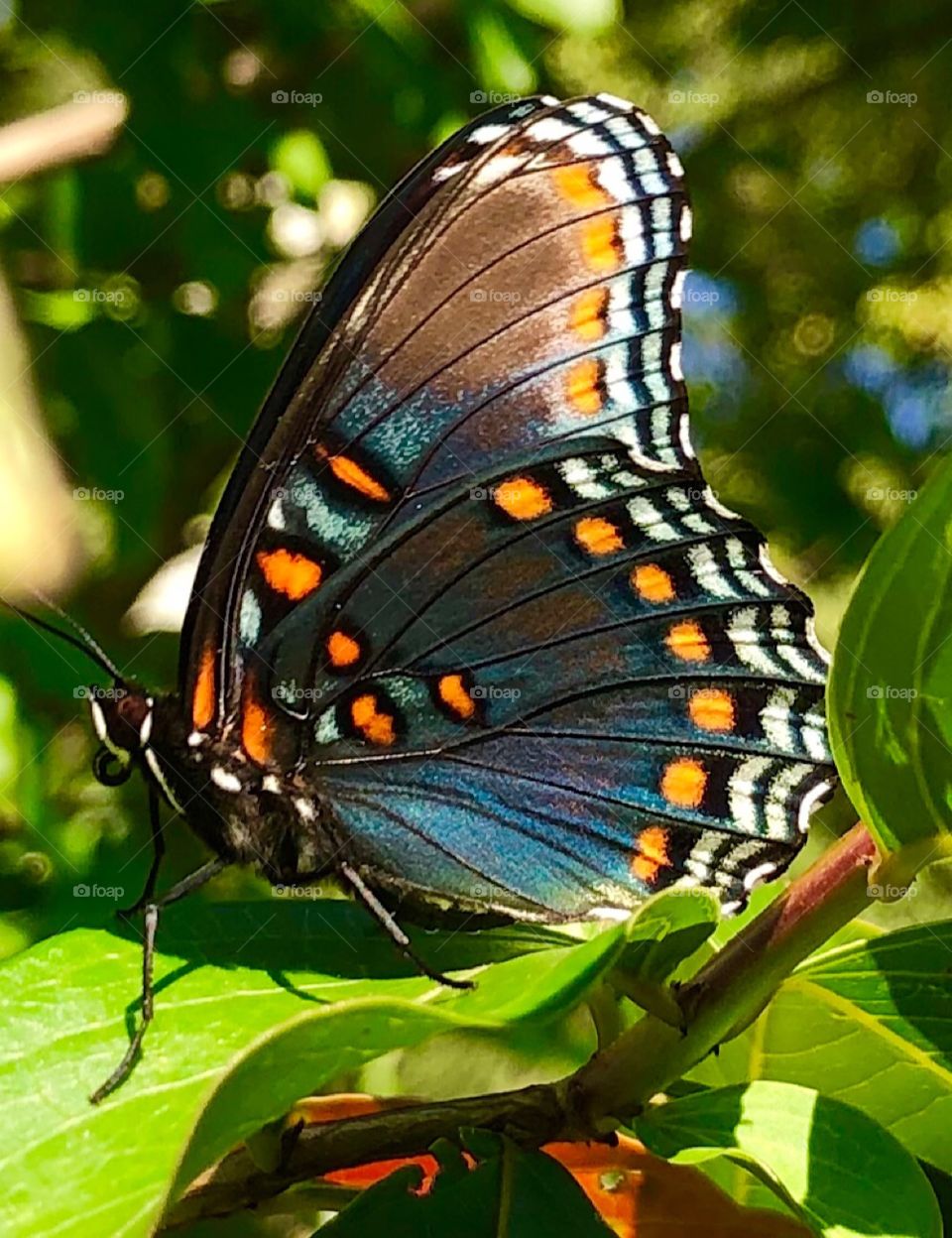 Butterfly closeup beautiful colors seated on a tree limb 