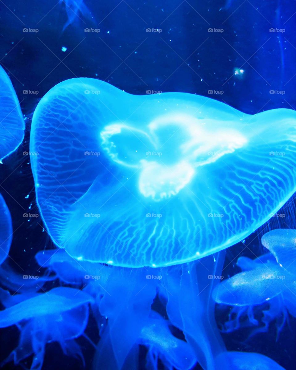 Jellyfish in the aquarium