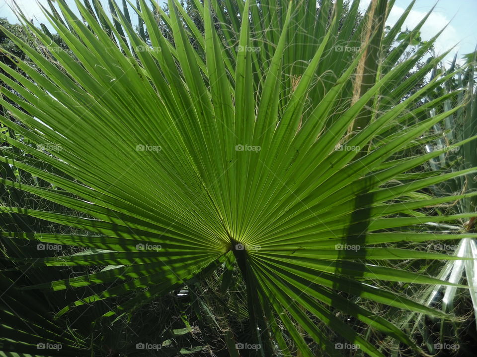 fan plant 🌿. This is a picture of a plant that I saw while on vacation in the Gulf of Mexico