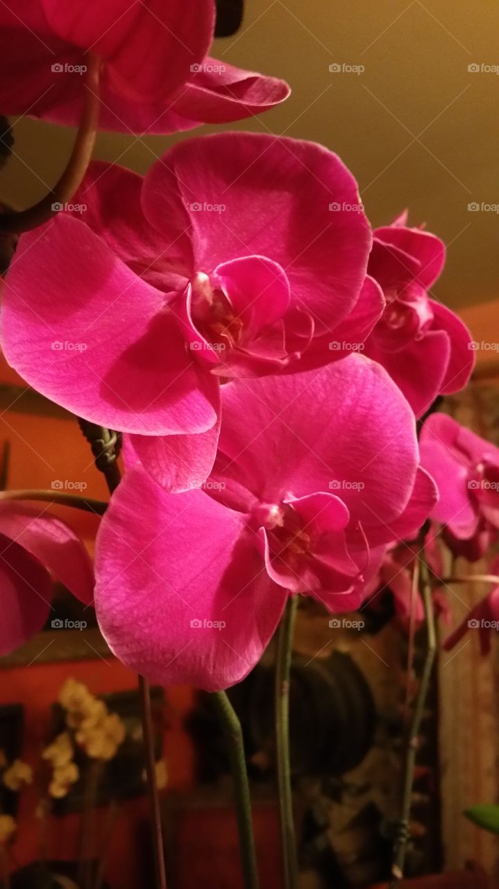 Purple Philanopsis Orchid, A Beautiful Orchid