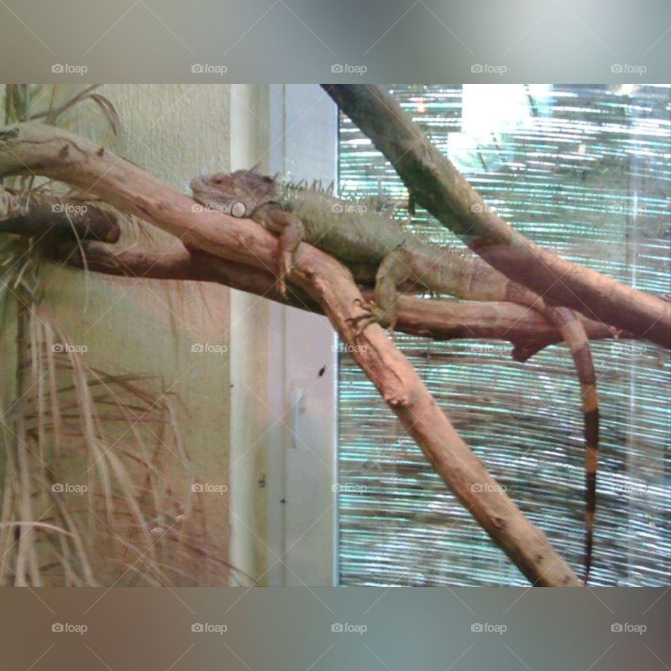 iguana