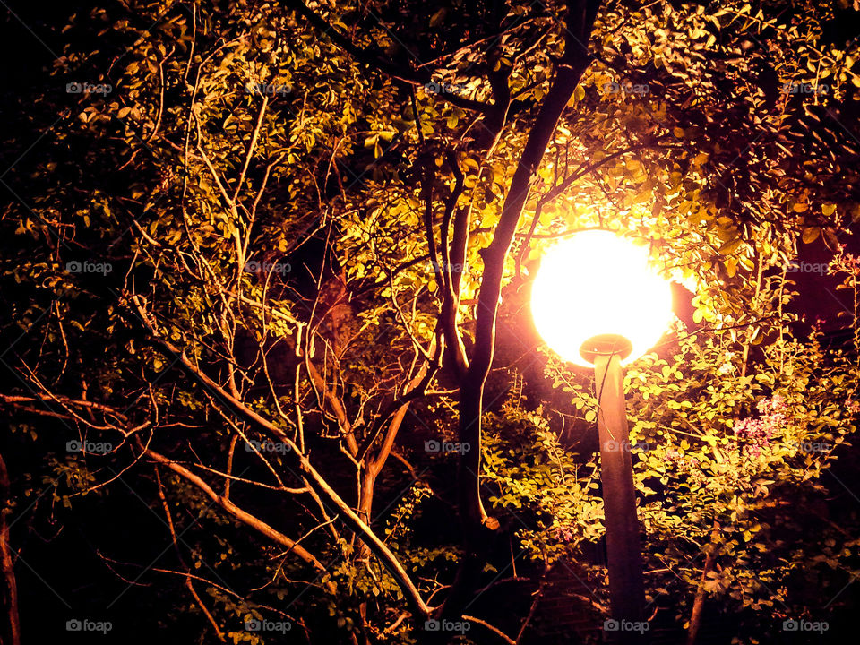 Glow Tree. a street light illuminating a tree.
