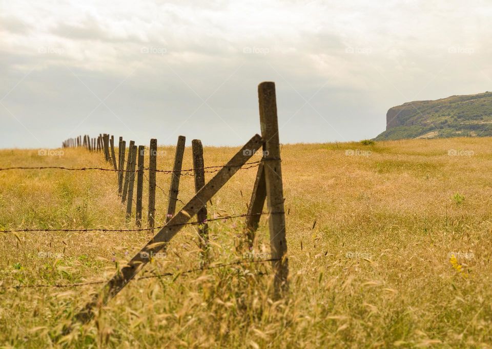 Summer countryside in peace