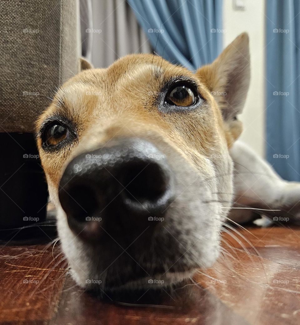 Snoot