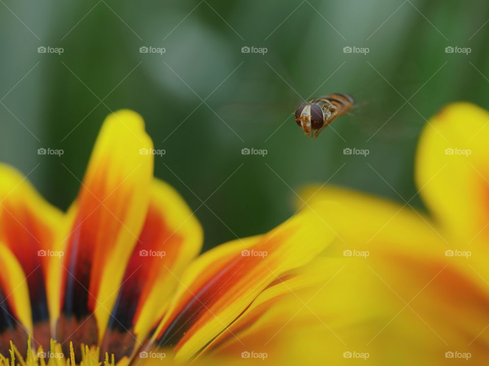 Hoverfly searching for nectar