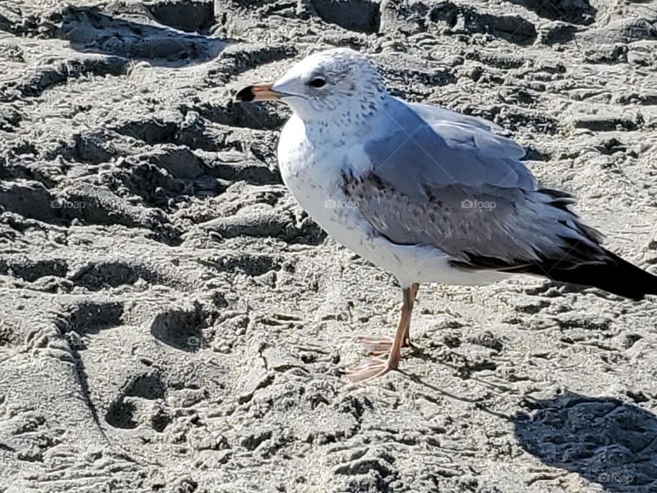 seagull
