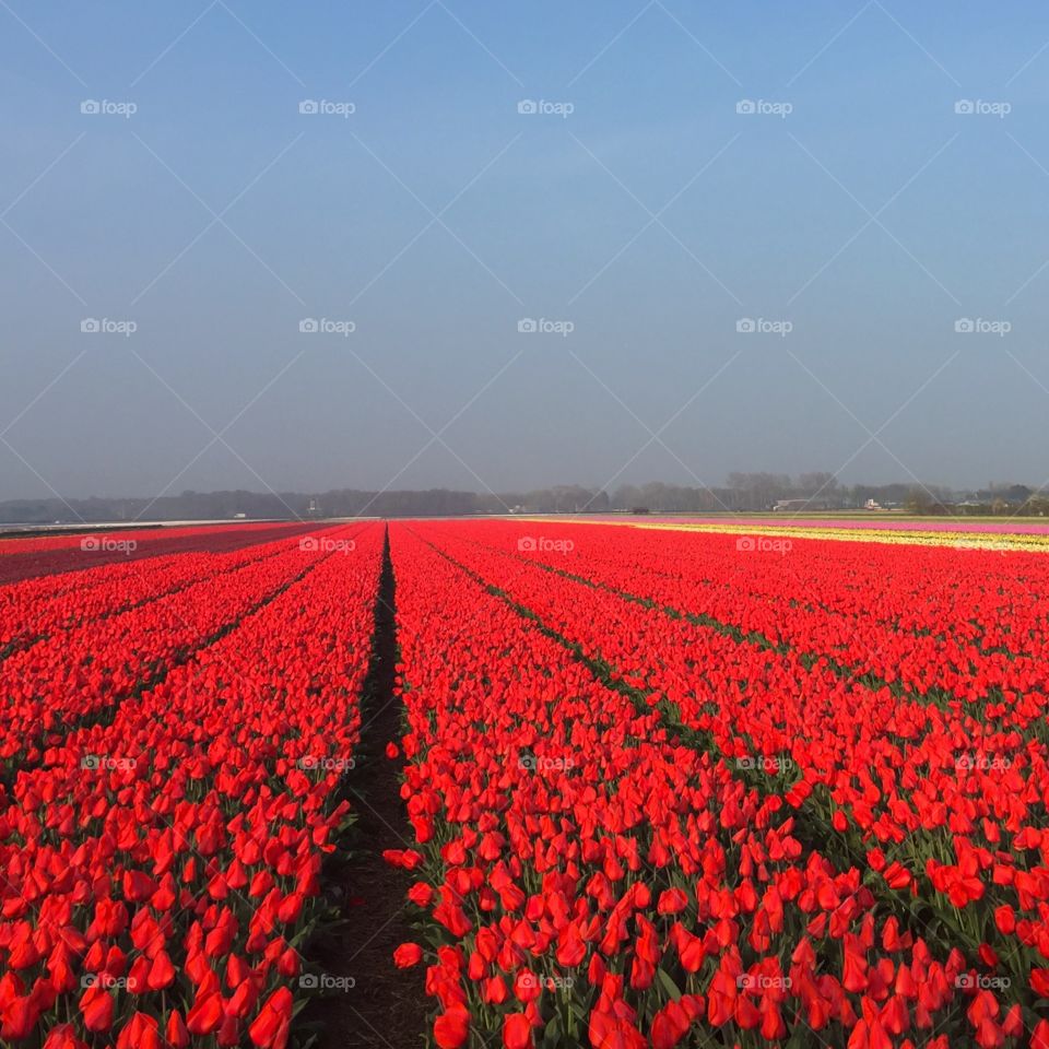 Red field 