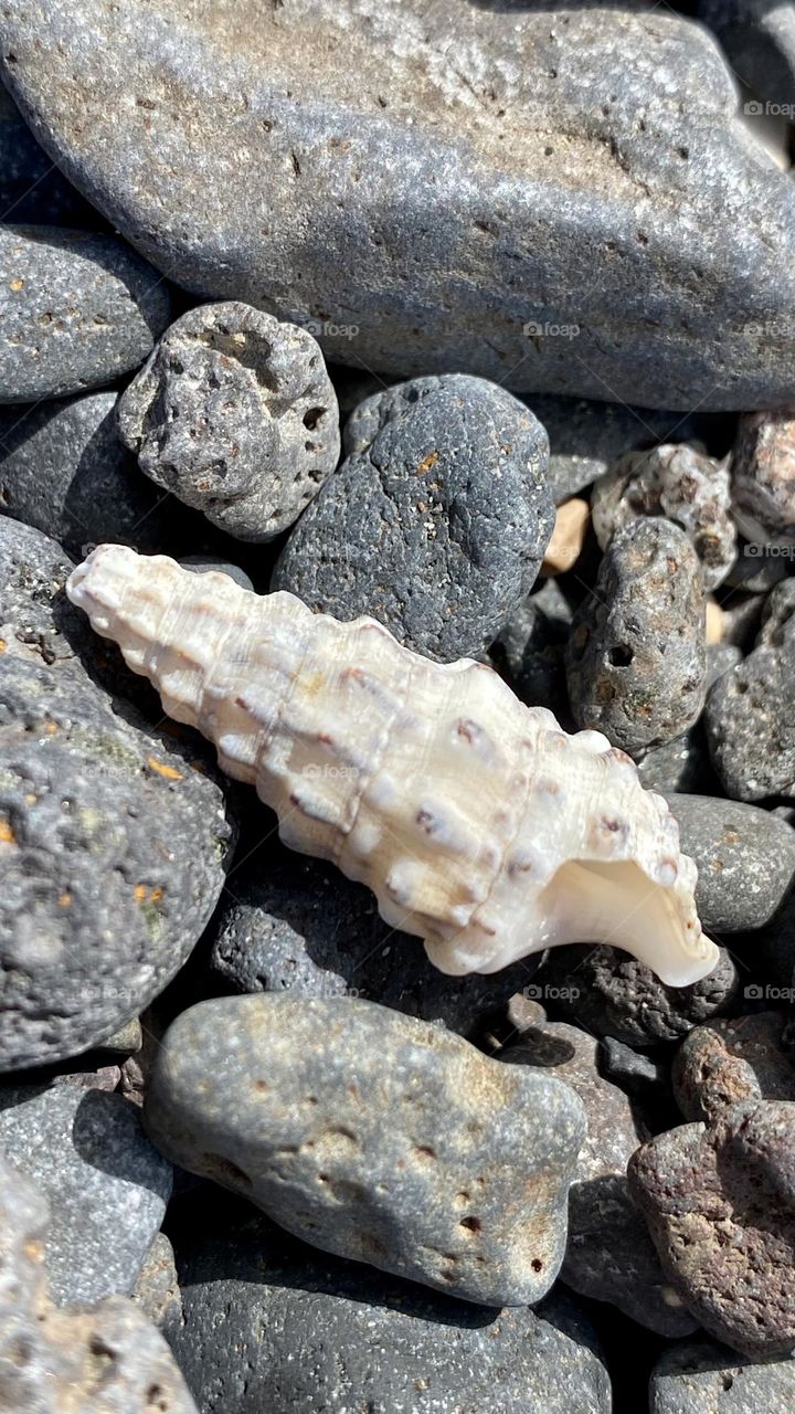 Shell on black stone