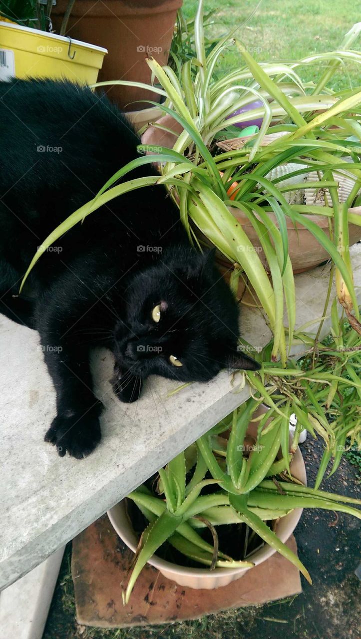 High angle view of cat lying near plant