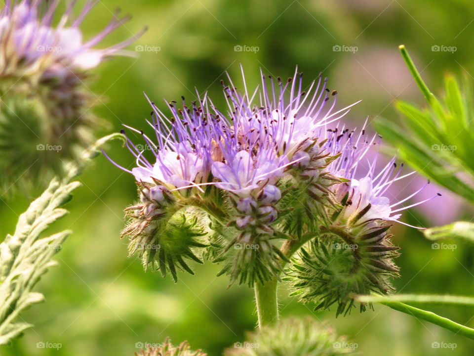 Macro shots