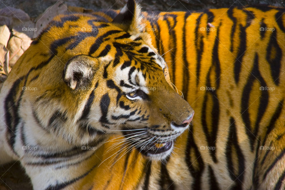 THE BENGAL TIGERS IN PATTAYA THAILAND