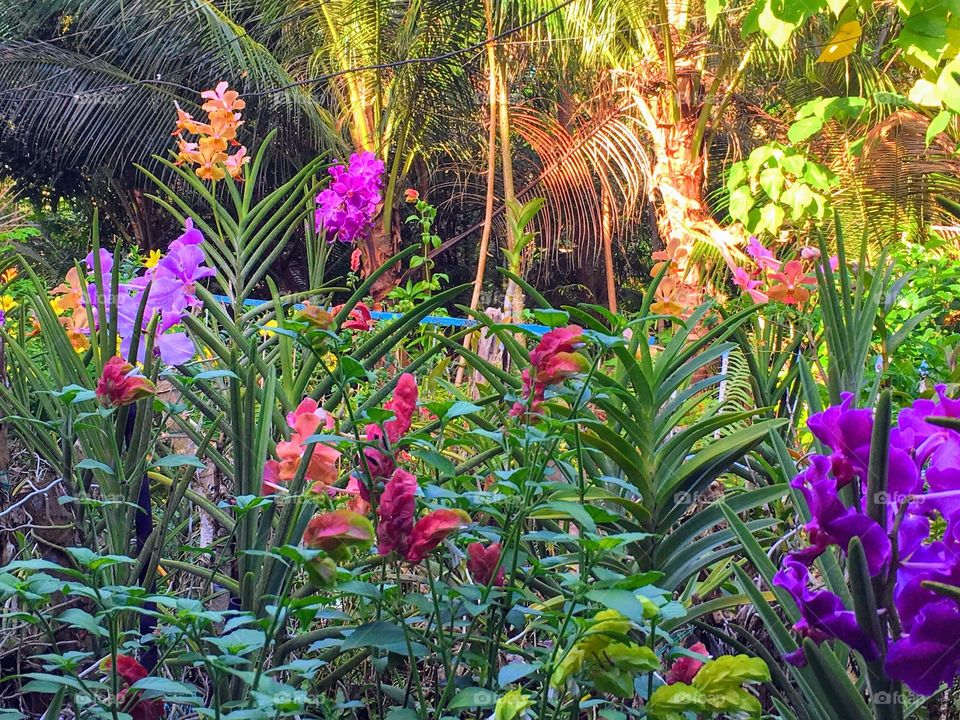 Vibrant Orchids in Bohol, Philippines