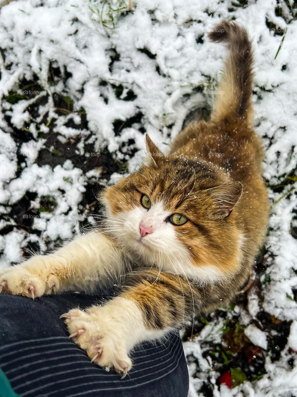 Mighty fluffy cat with huge paws and claws stretch at the middle of village winter garden