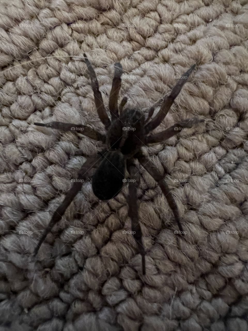 Wolf Spider