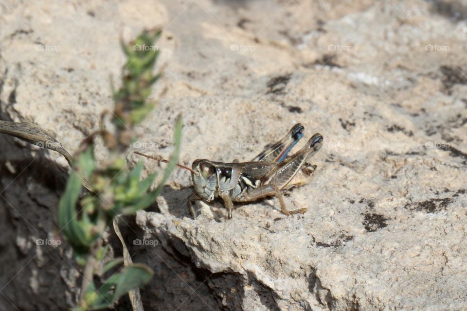 Grasshopper in the Mountains 