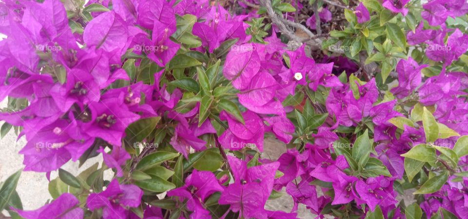 More closer to the Blooms 🌸♥️💫