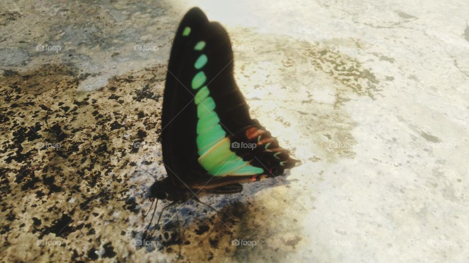 A beautiful Tosca green butterfly perched on a wet terrace.