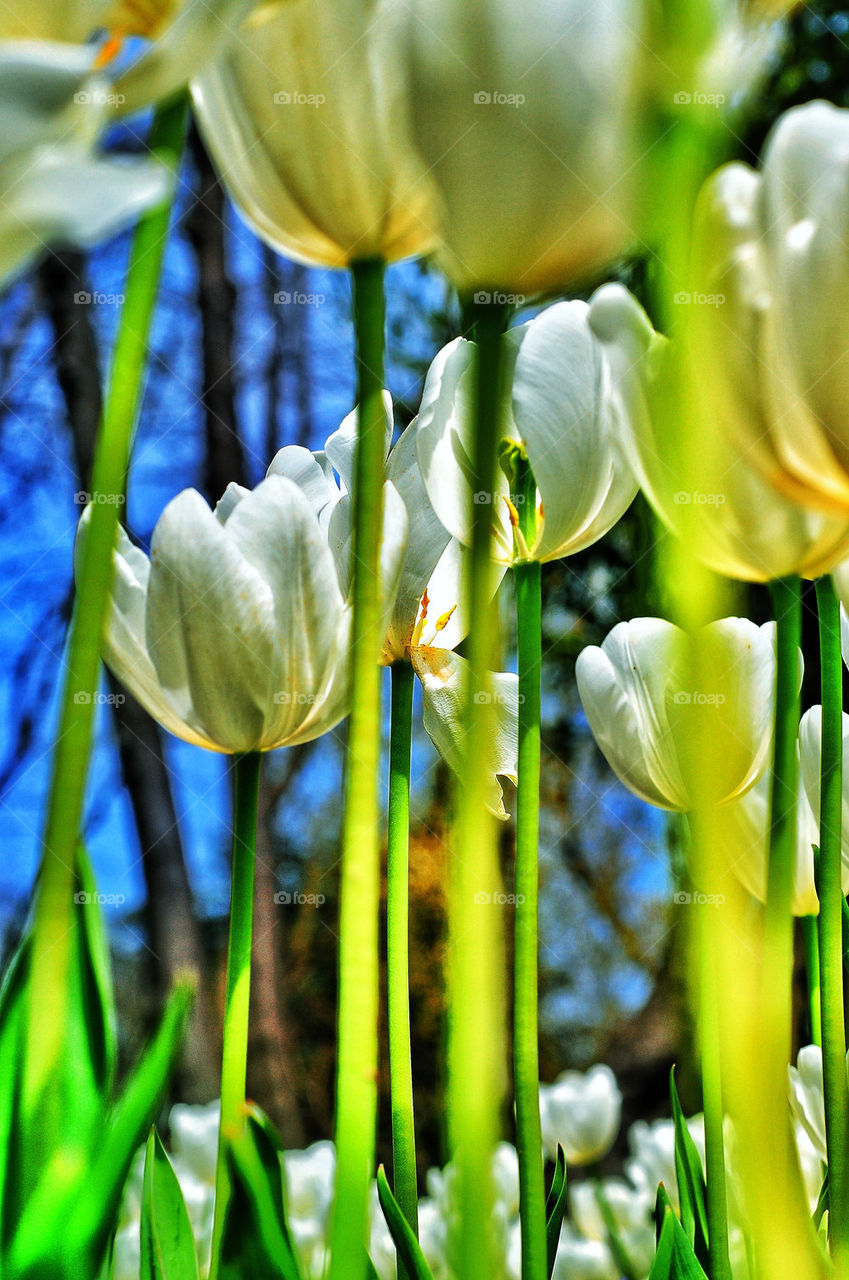 Tulips garden