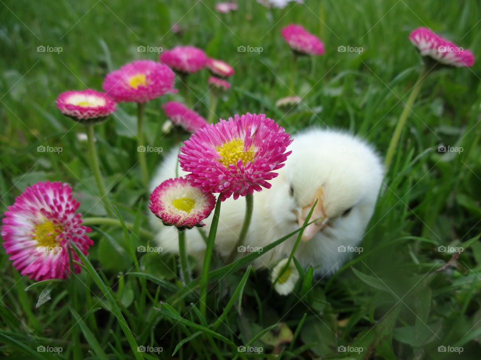 Close-up of chick near flowering plant