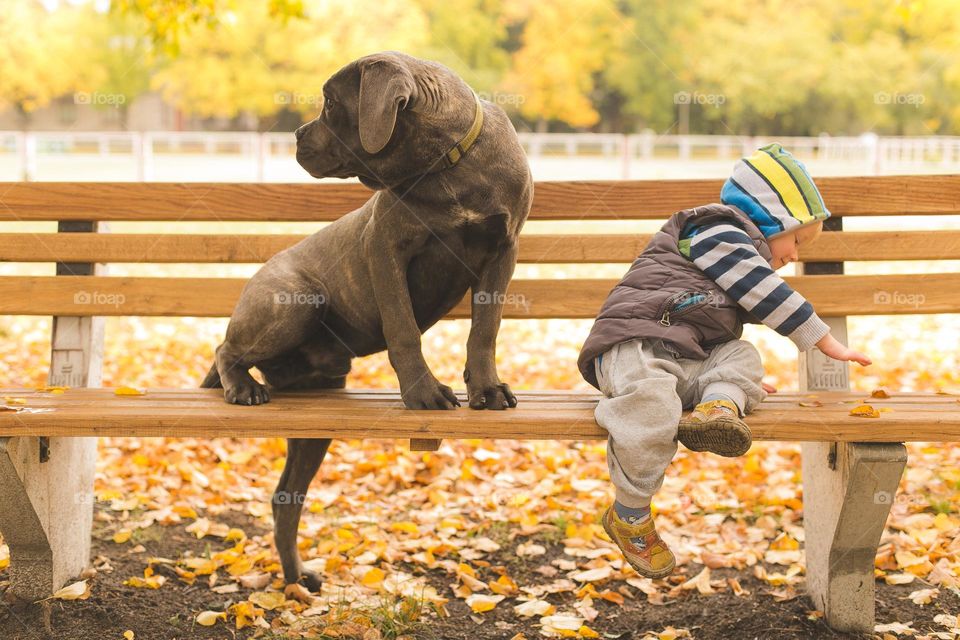 people walking dogs on the street, walking on the street, pet and his owner, best friends