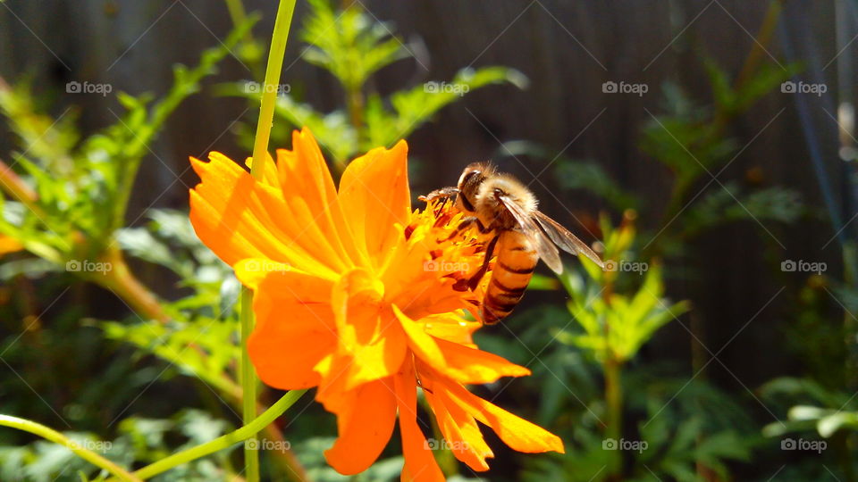 working bee. took this in yard in fall season, beautiful color scheme