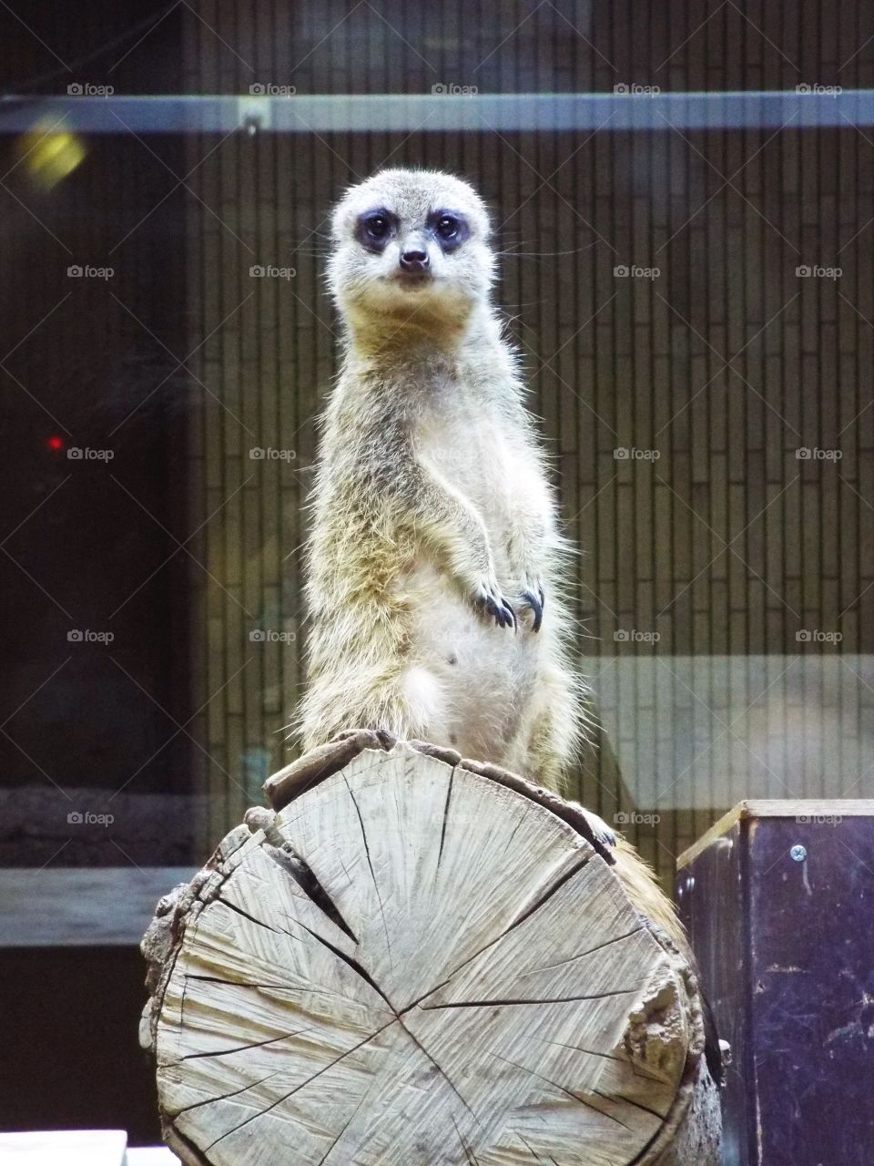 Meerkat