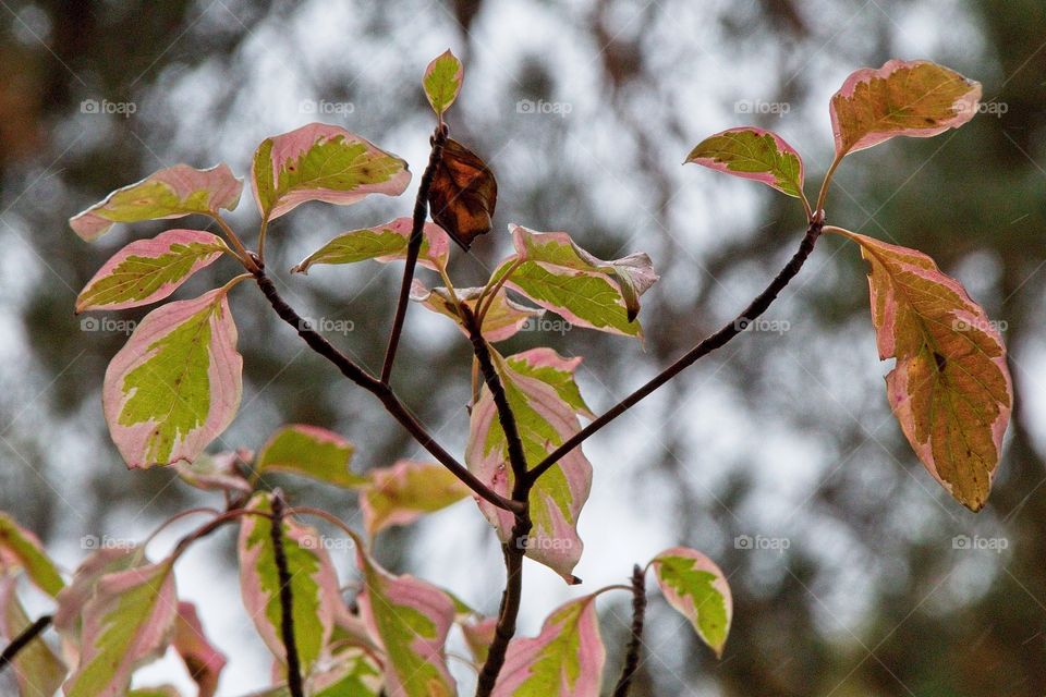 autumn tree in the park