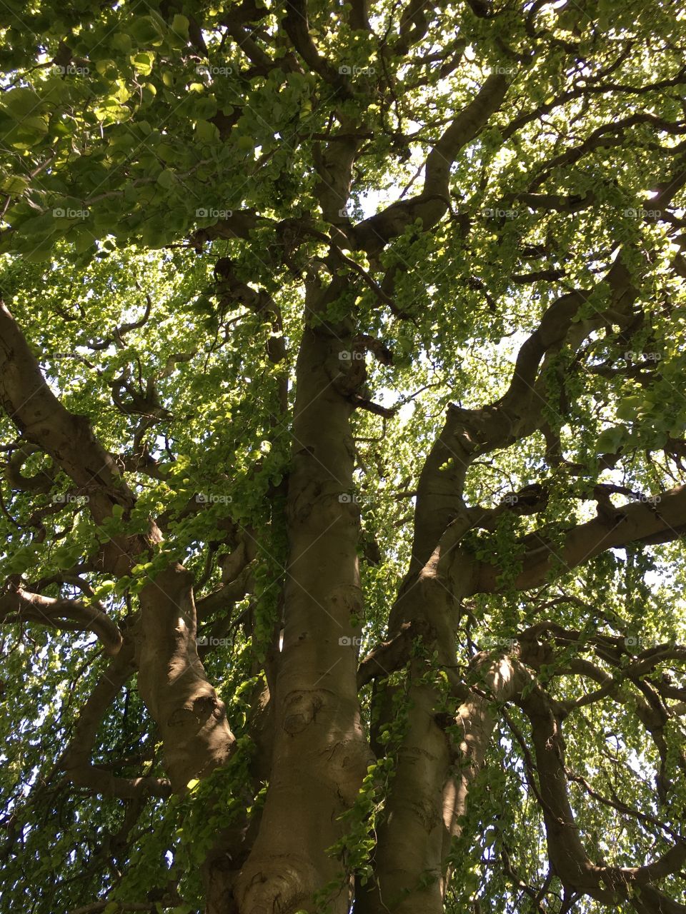European Weeping Beech