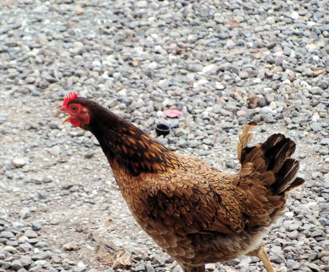 Running Hen