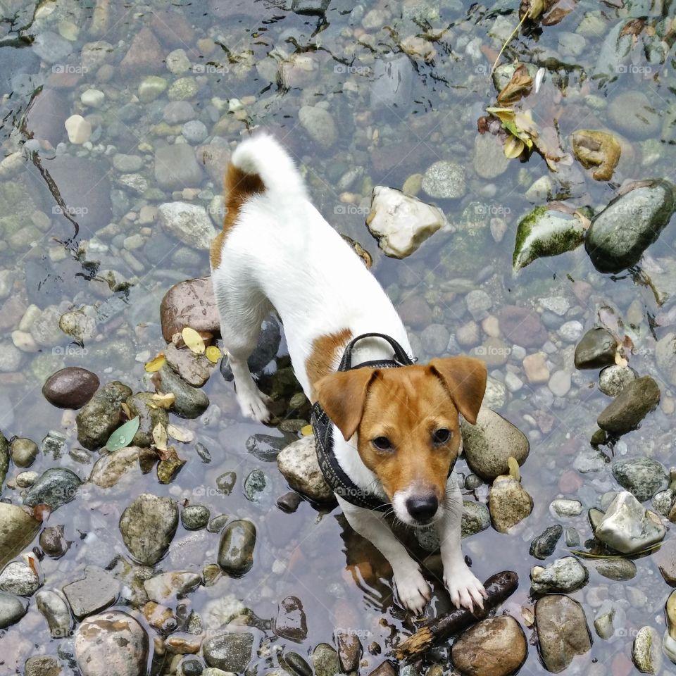High angle view of a dog in a small river